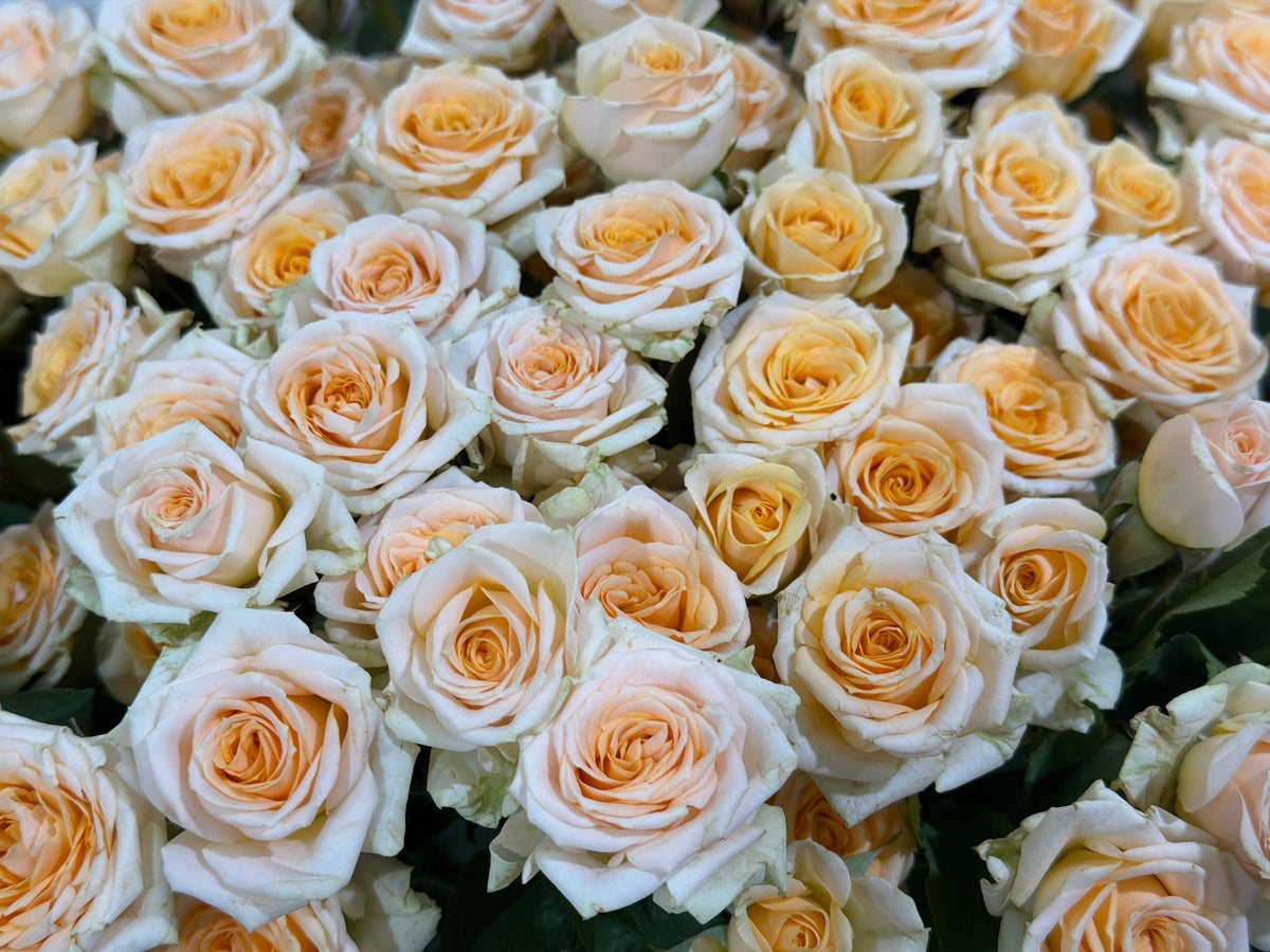 Rose bushes | Rosa rugosa | + variants |