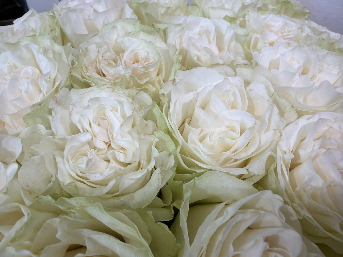 Roses | Rosa | + variants |