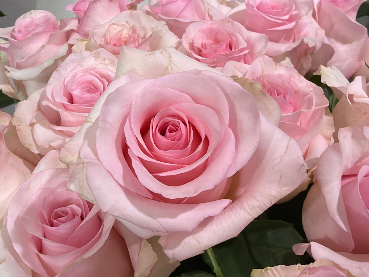 Roses | Rosa | + variants |