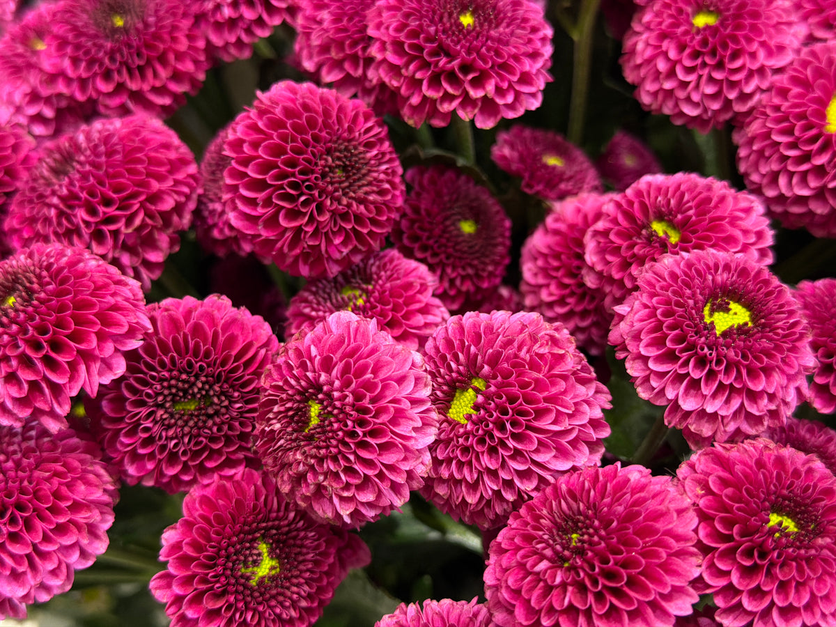 Santini Krizantēmas | Chrysanthemum Santini |