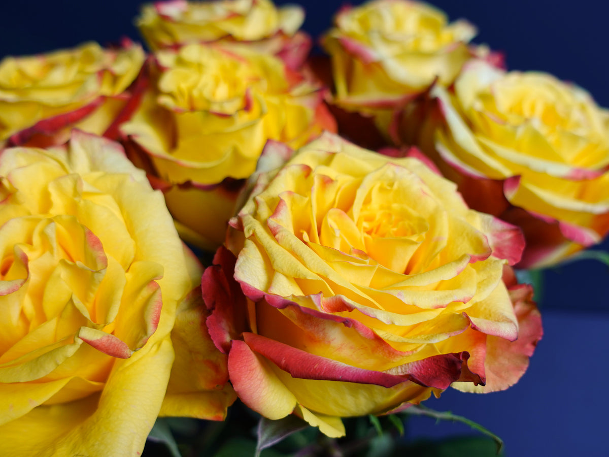 Rozes | Rosa | + varianti |