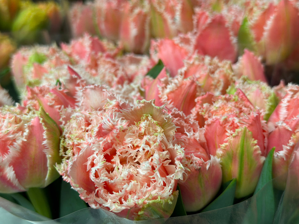 Tulips | Tulipa |
