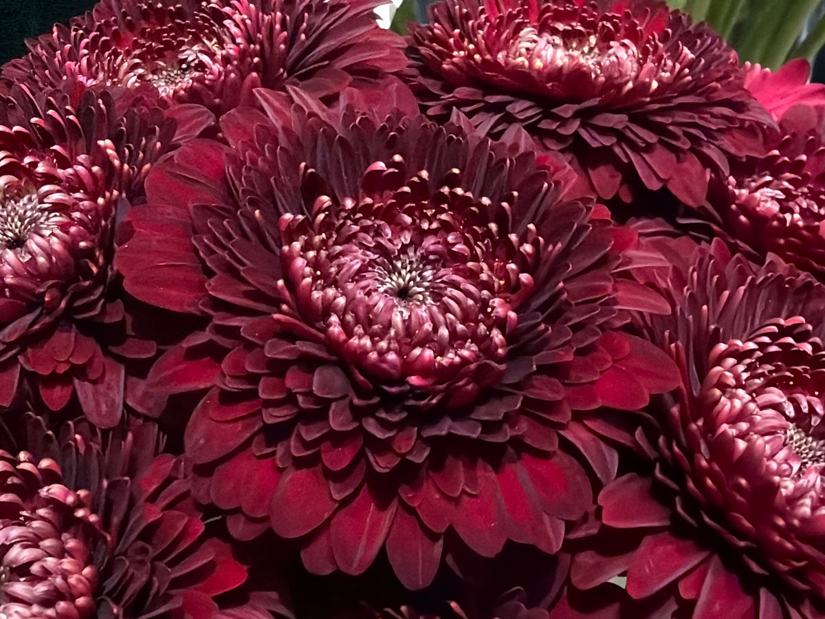 Mini gerberas | Germini |