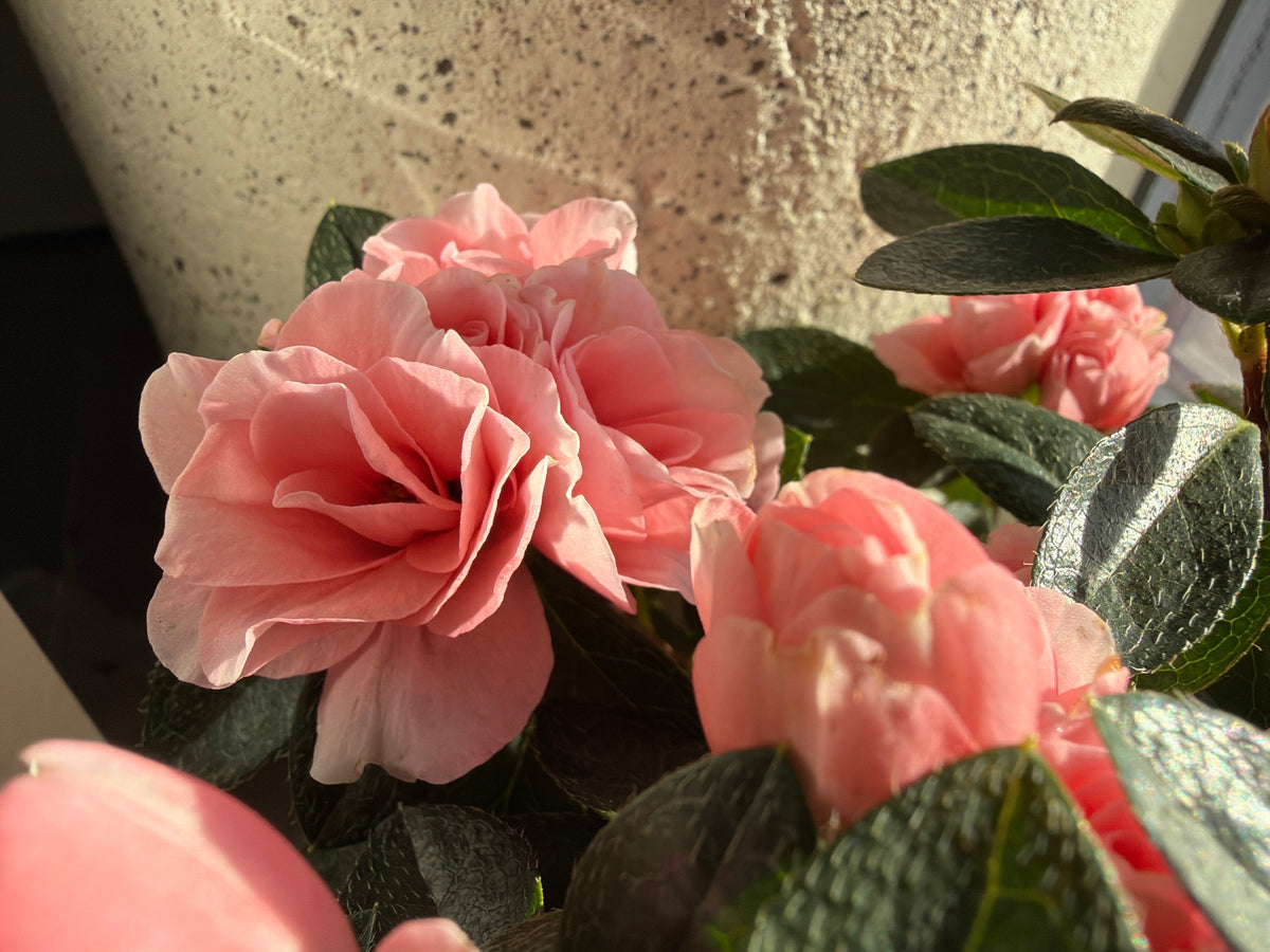 Acālija | Rhododendron simsii |