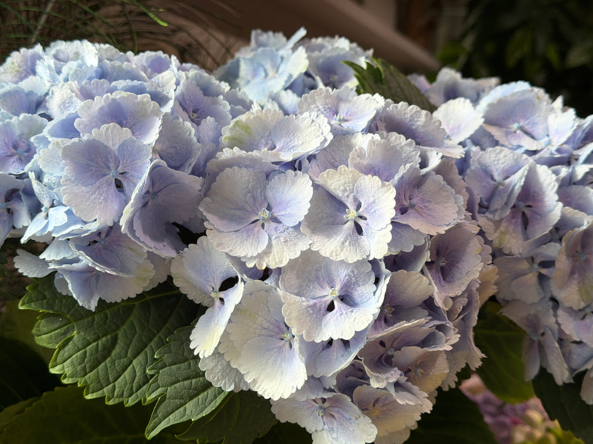 Hortenzijas | Hydrangea |