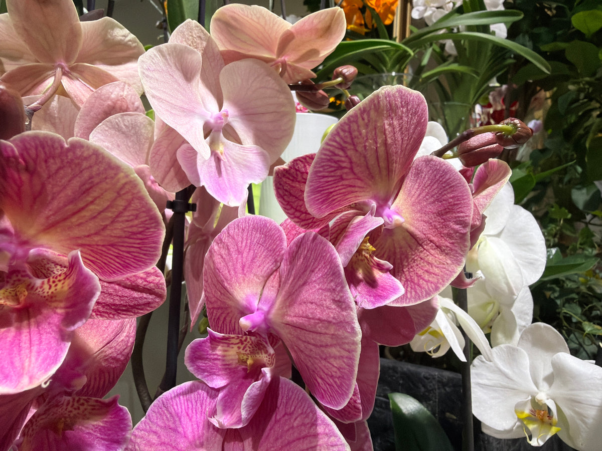 Orchids Phalaenopsis