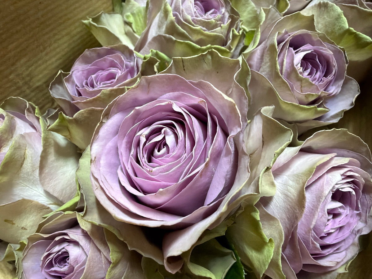 Roses | Rosa | + variants |