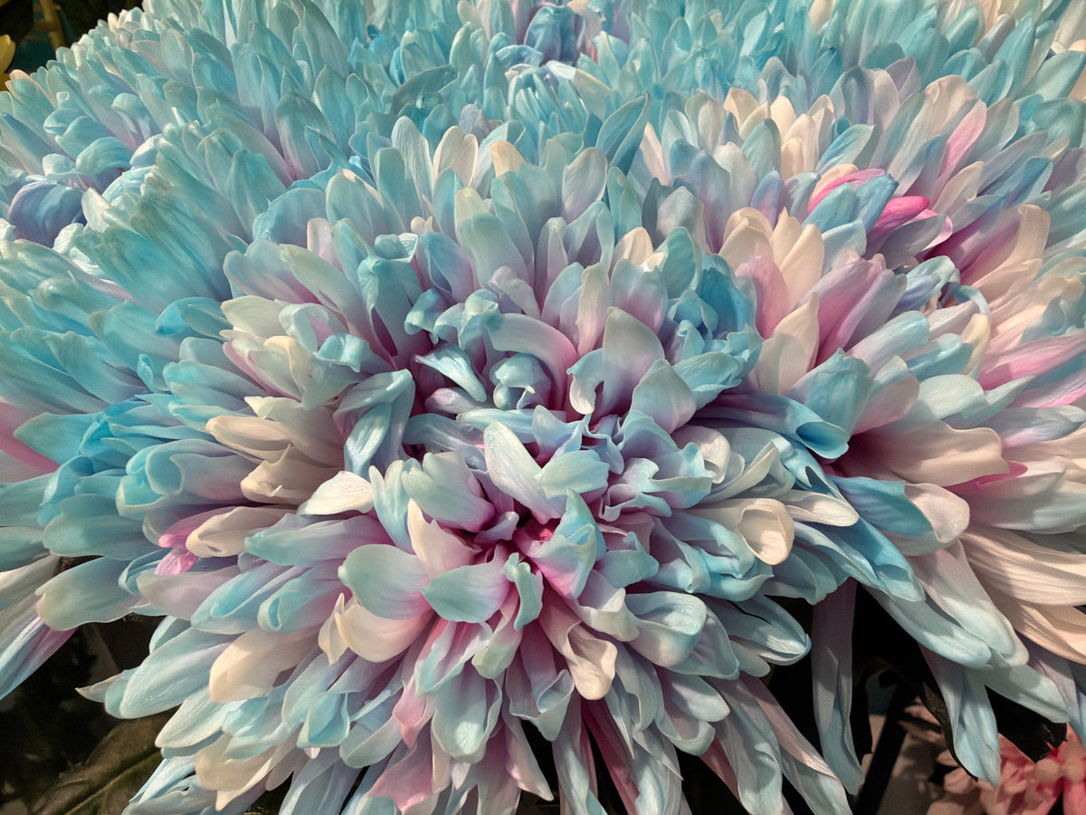 Lielziedu krizantēmas | Chrysanthemum |