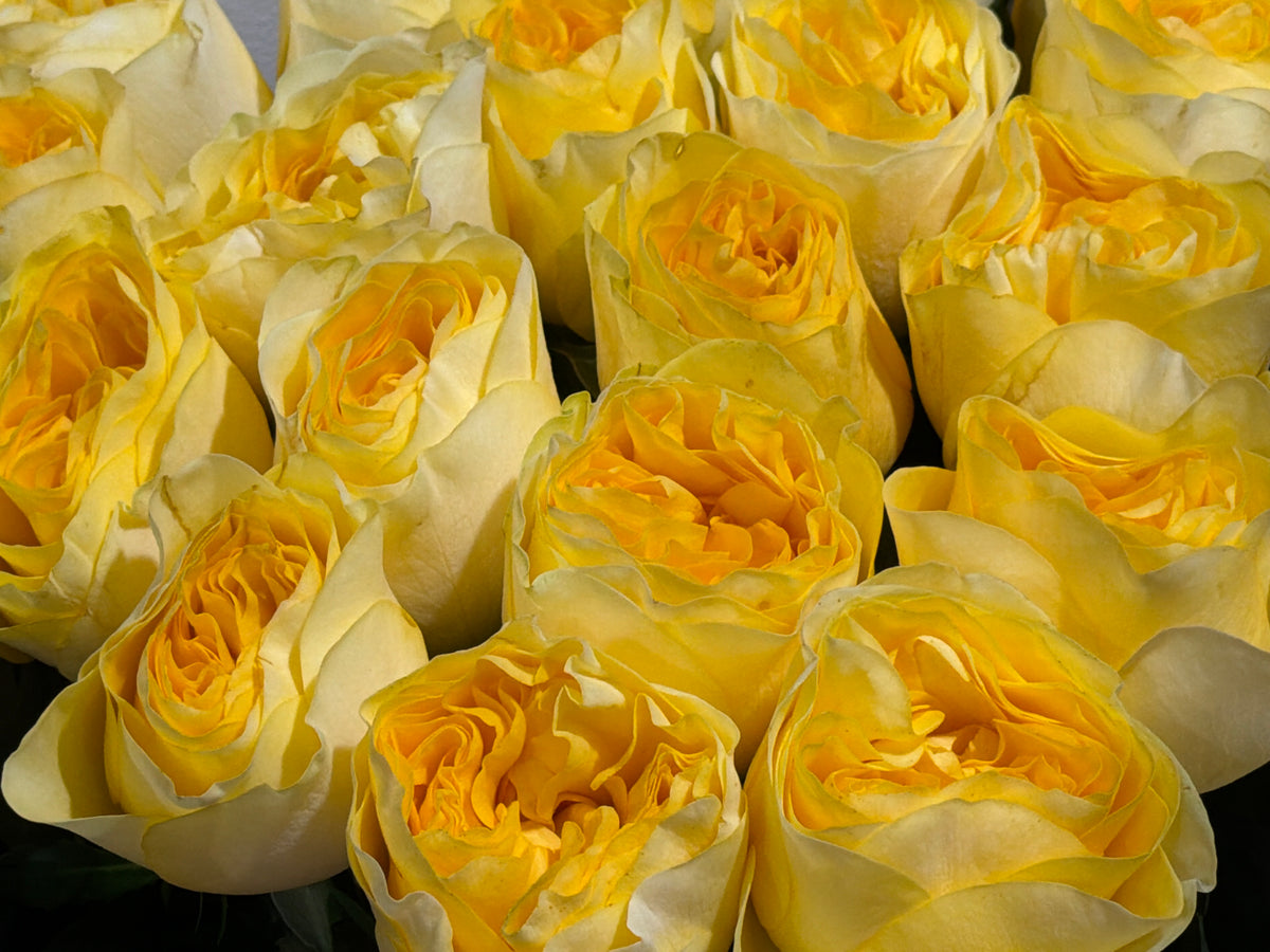 Roses | Rosa | + variants |