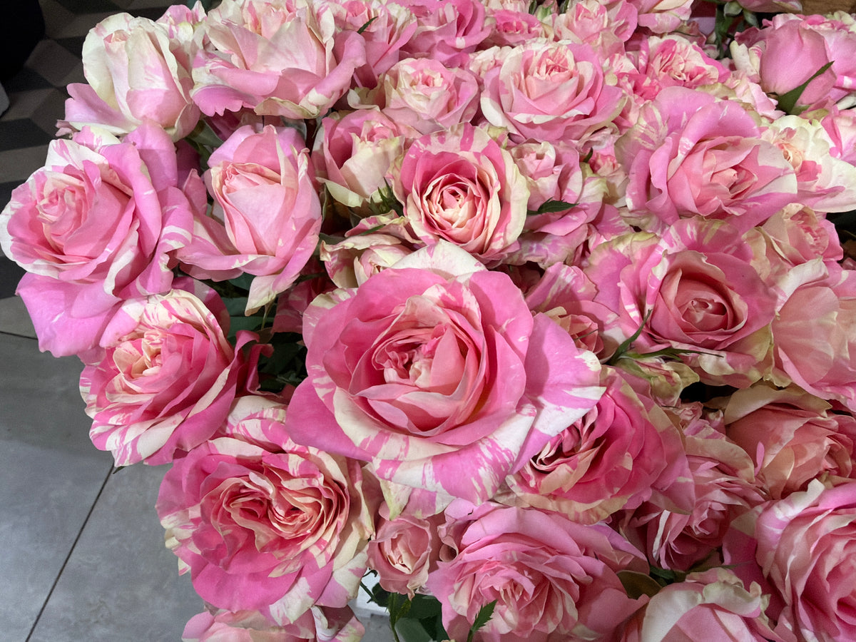 Rose bushes | Rosa rugosa | + variants |