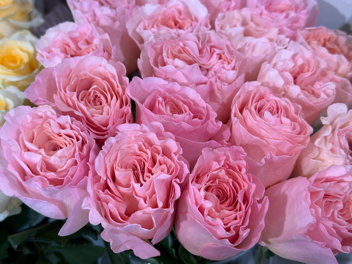 Roses | Rosa | + variants |