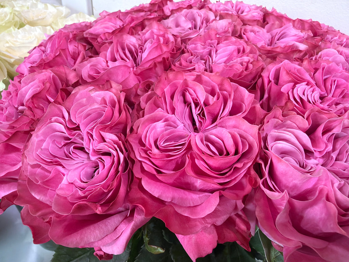 Roses | Rosa | + variants |