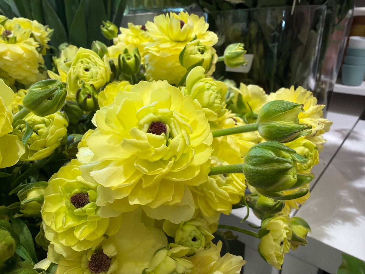 Āzijas gundegas | Ranunculus asiaticus |