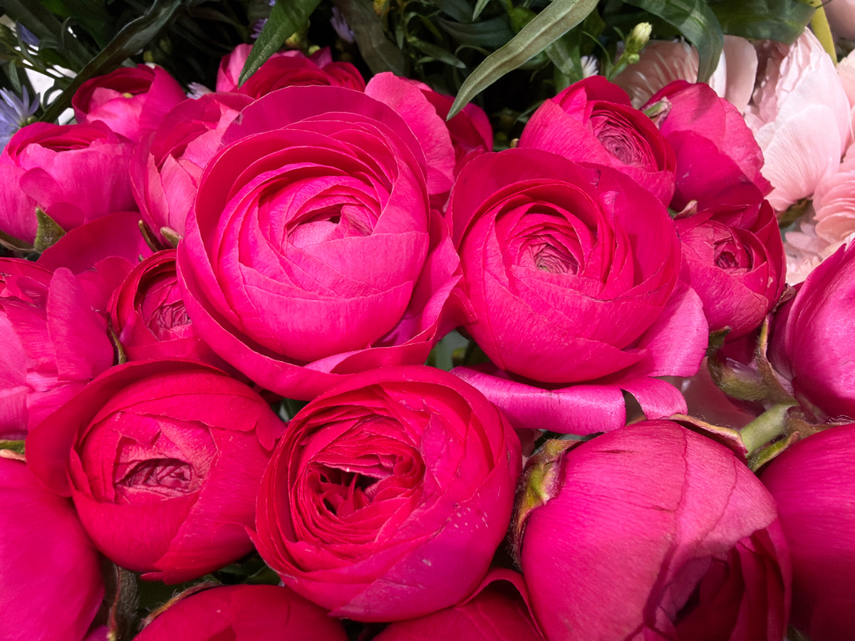 Āzijas gundegas | Ranunculus asiaticus |