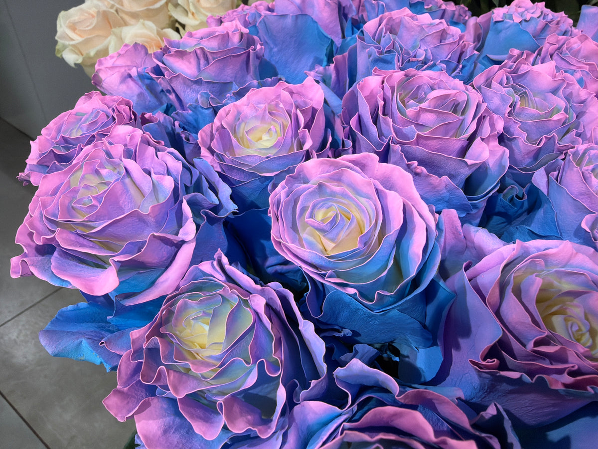 Painted Roses | Rosa Hybrida | + variants |