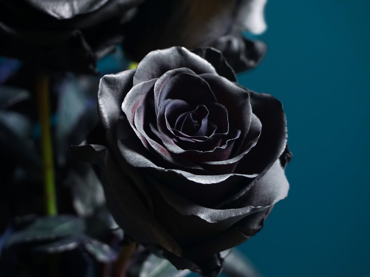 Krāsotās Rozes | Rosa Hybrida | + varianti |