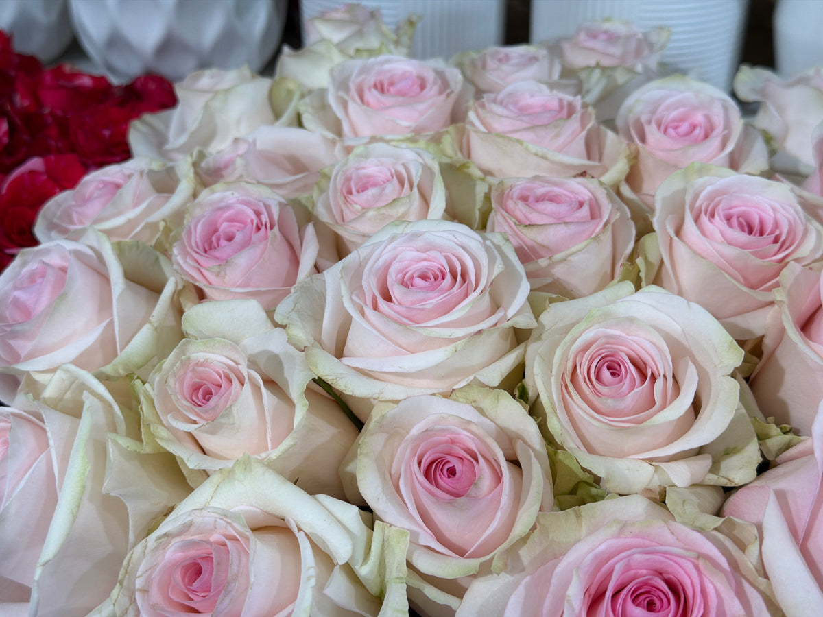 Roses | Rosa | + variants |