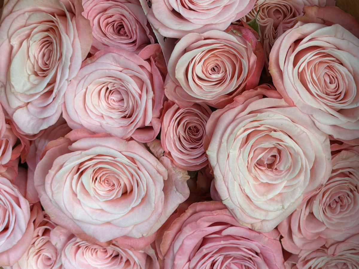 Rose bushes | Rosa rugosa | + variants |