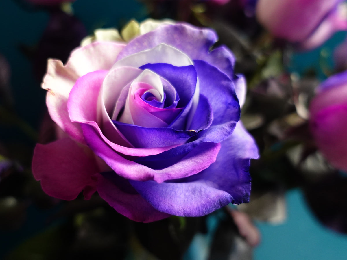 Krāsotās Rozes | Rosa Hybrida | + varianti |