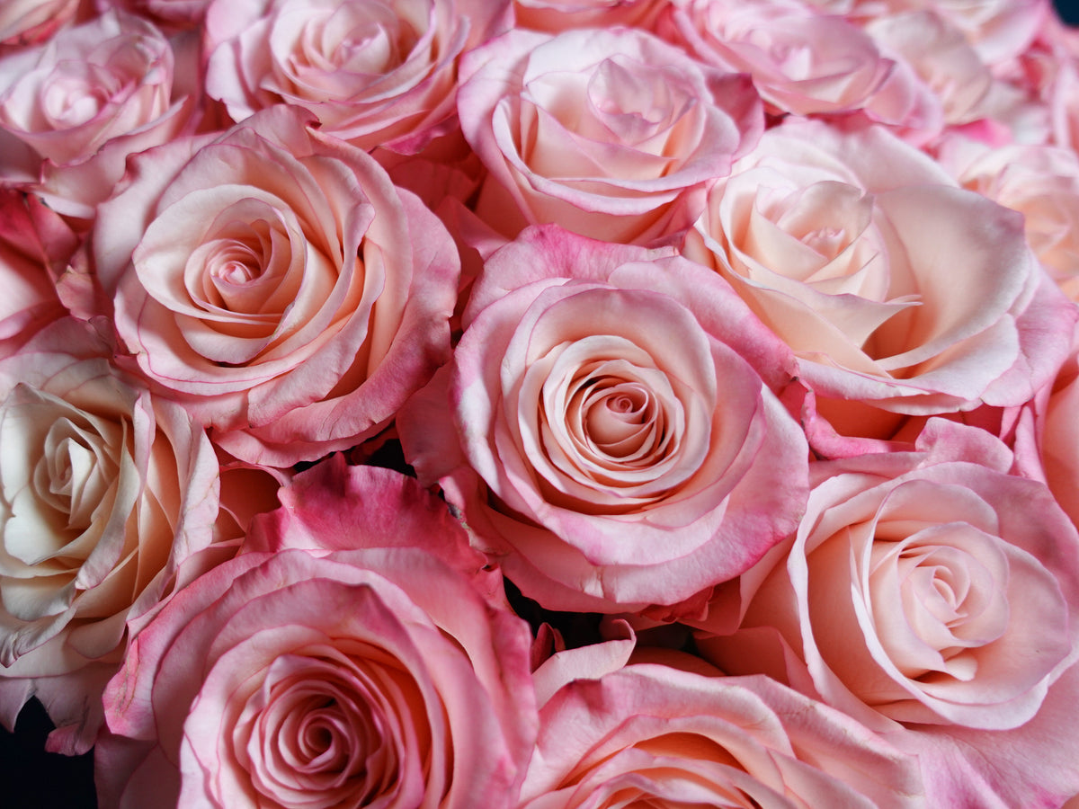 Rozes | Rosa | + varianti |