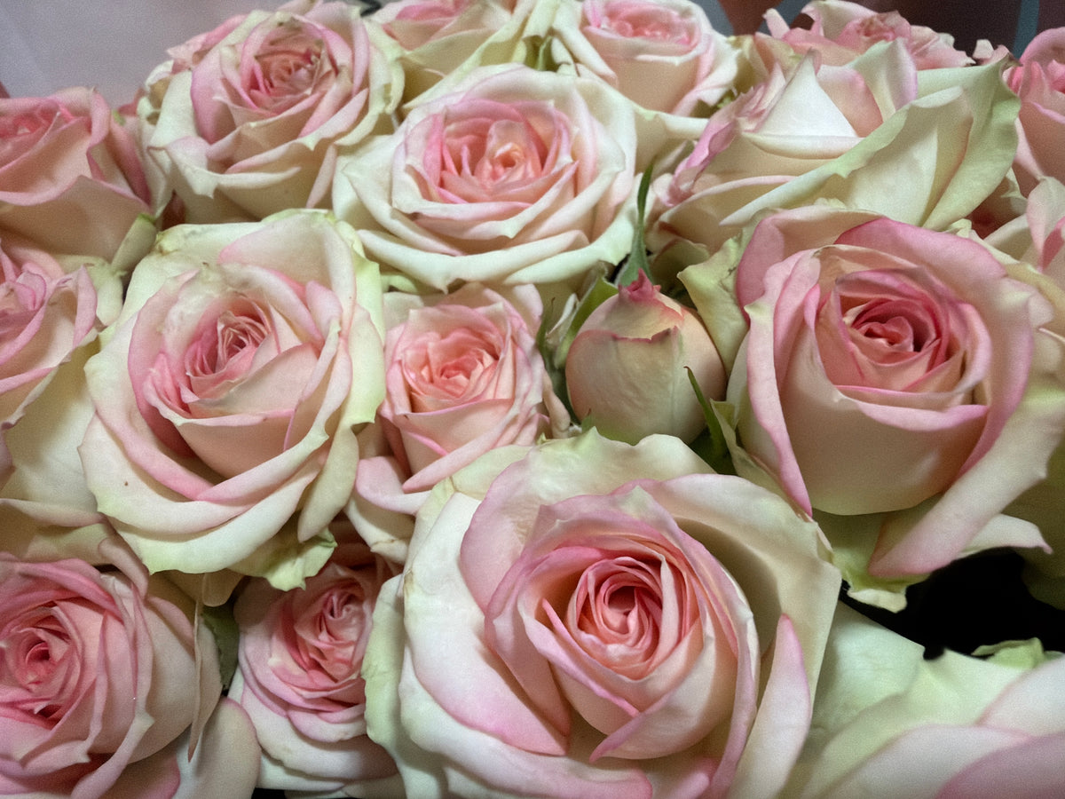 Rose bushes | Rosa rugosa | + variants |