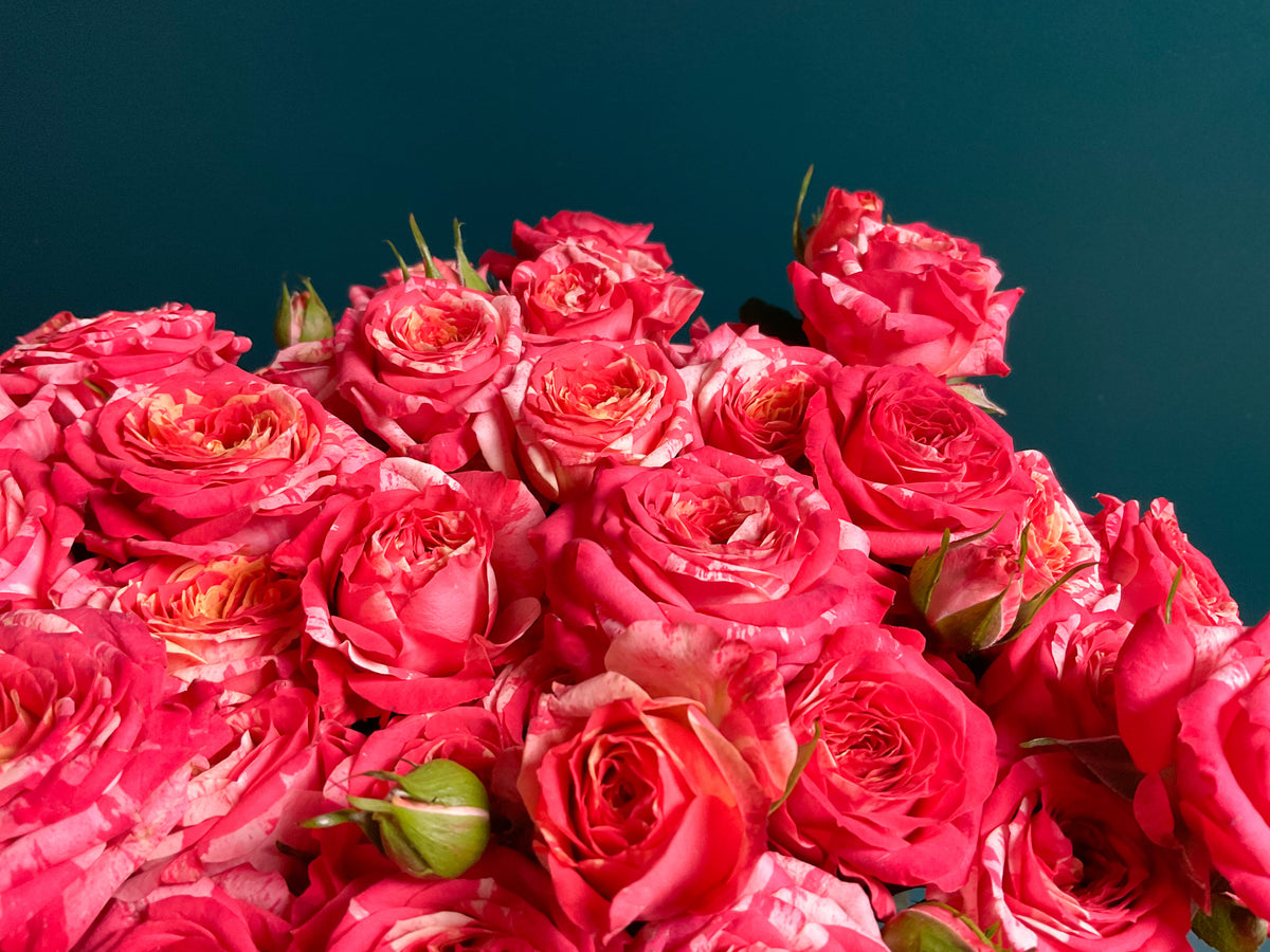 Krūmrozes | Rosa rugosa | + varianti |