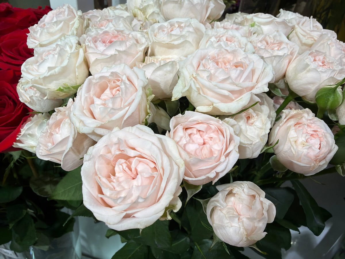 Rose bushes | Rosa rugosa | + variants |
