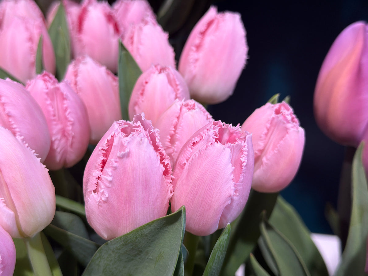 Tulips | Tulipa |