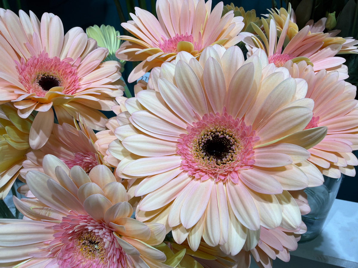Gerberas | Gerbera |