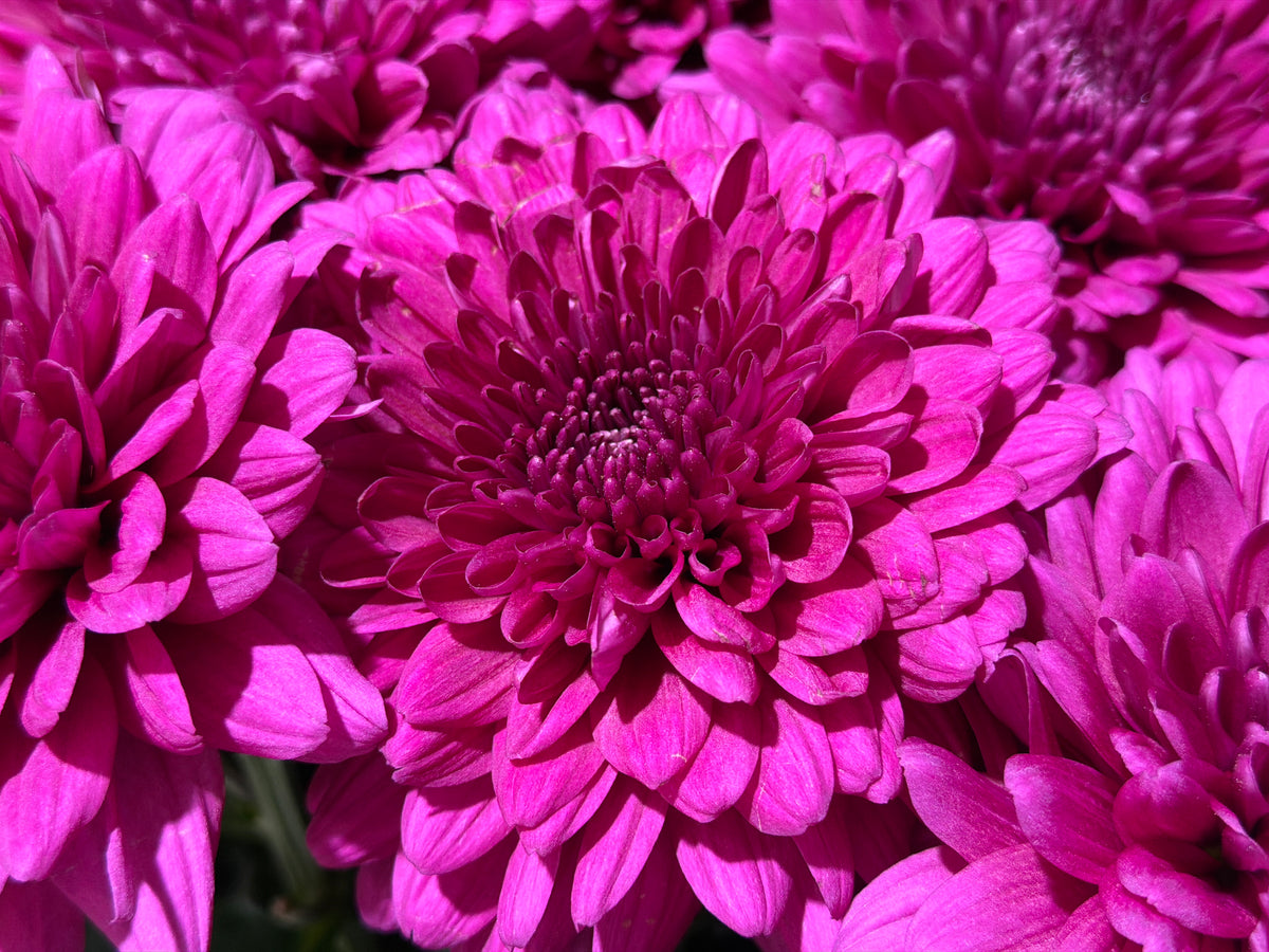 Lielziedu krizantēmas | Chrysanthemum |