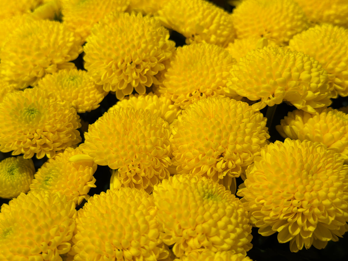 Santini Krizantēmas | Chrysanthemum Santini |