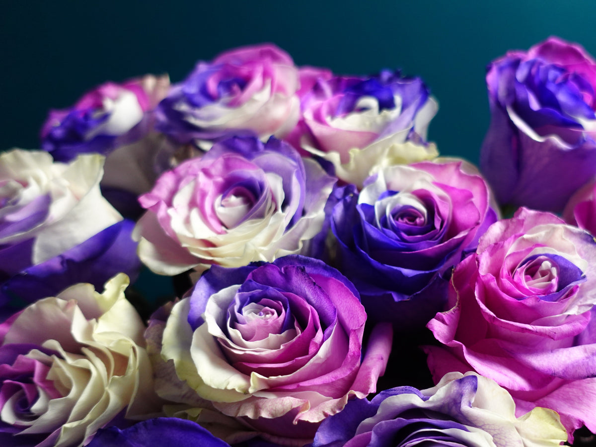 Krāsotās Rozes | Rosa Hybrida | + varianti |