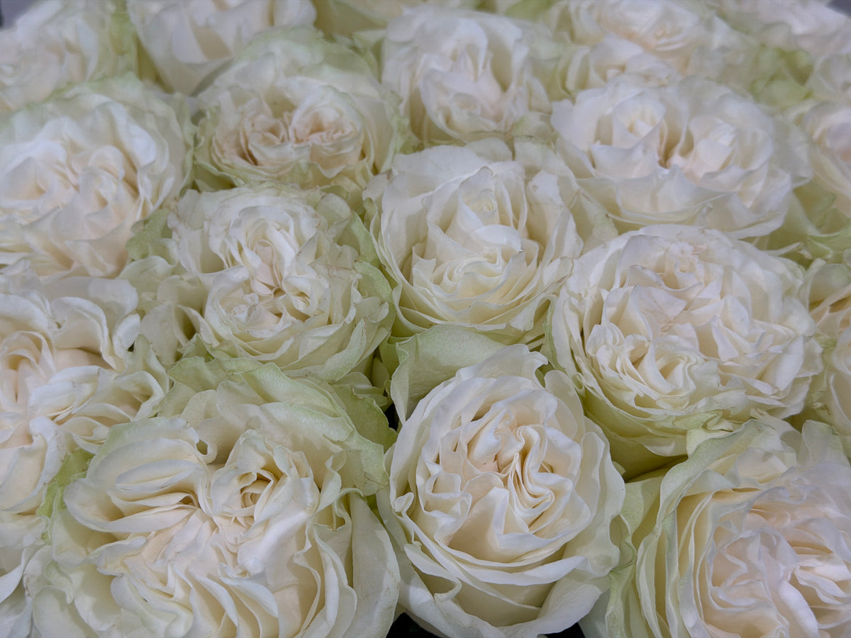 Roses | Rosa | + variants |