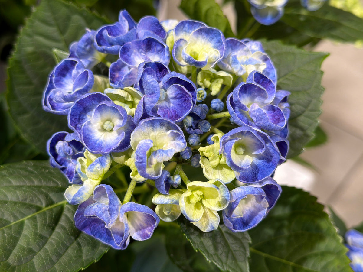 Hortenzija | Hydrangea |