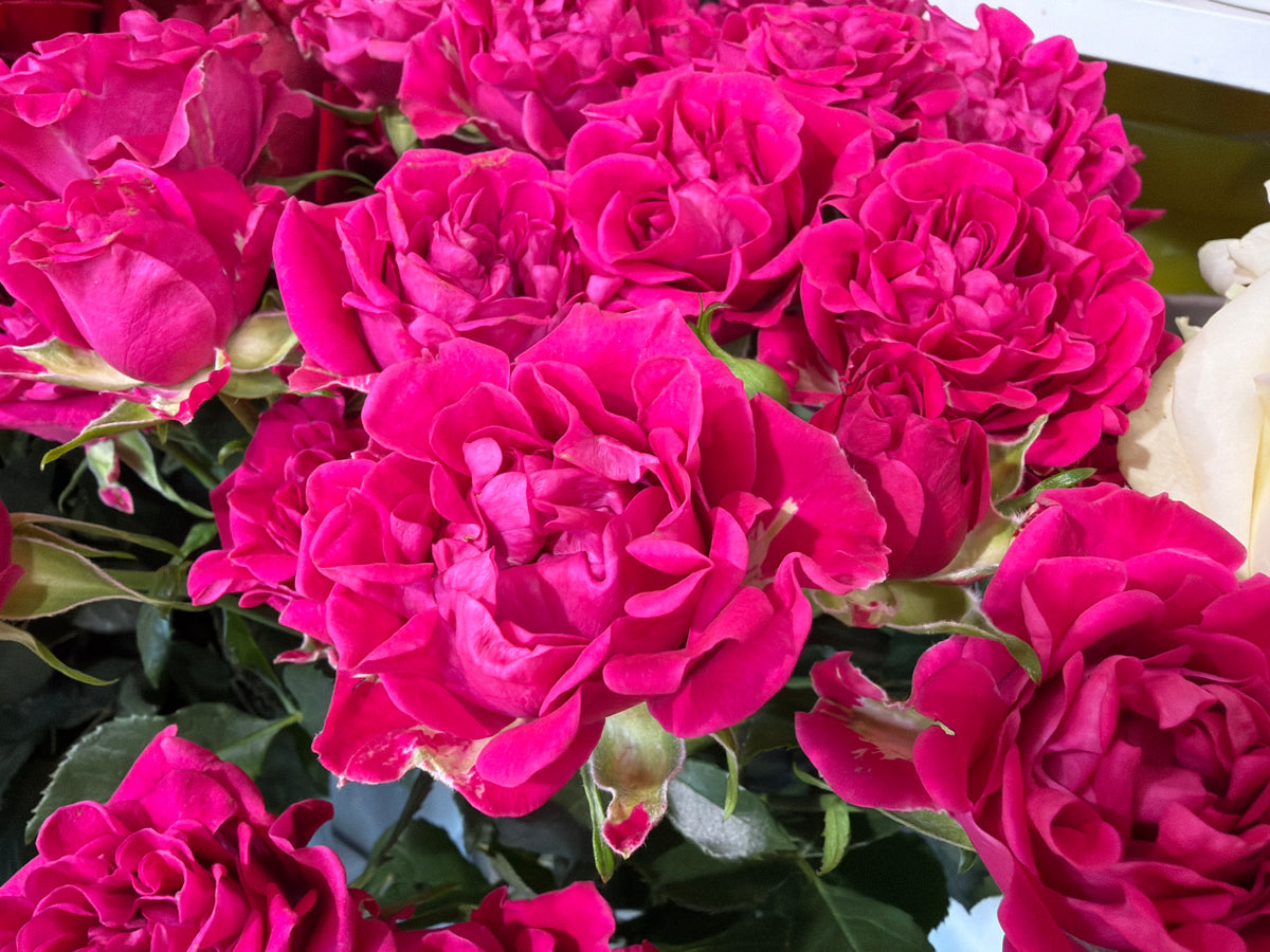 Rose bushes | Rosa rugosa | + variants |