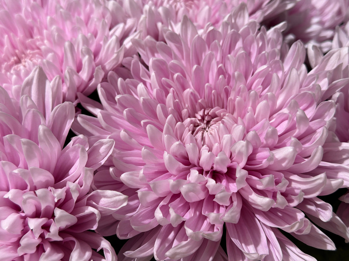 Lielziedu krizantēmas | Chrysanthemum |