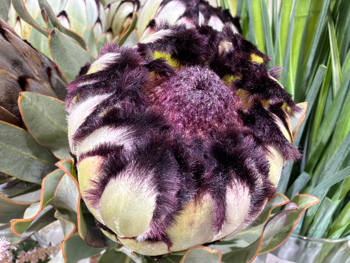 Protejas | Protea |