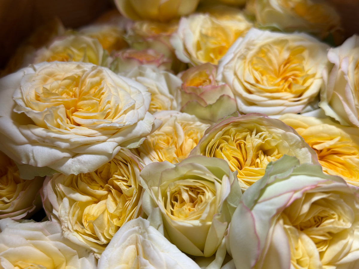 Rose bushes | Rosa rugosa | + variants |