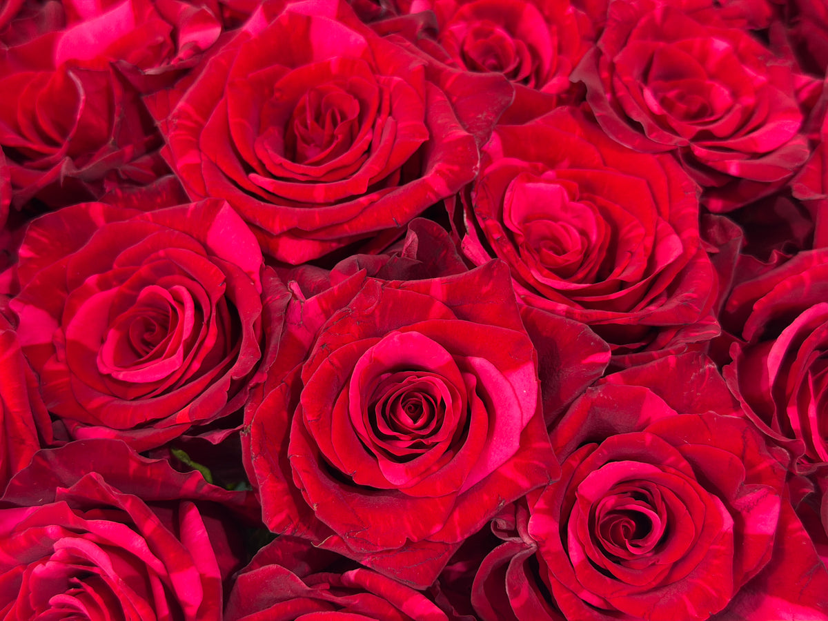 Roses | Rosa | + variants |