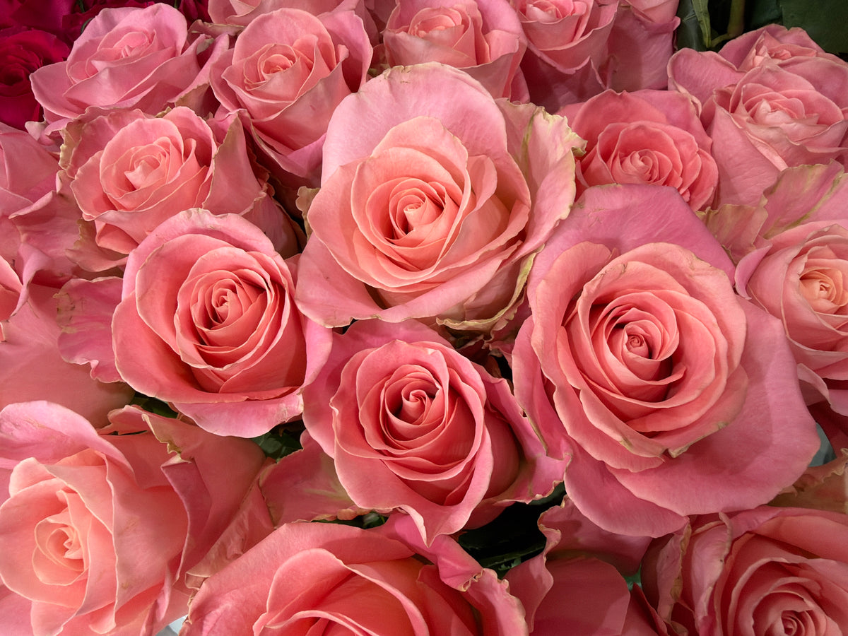 Roses | Rosa | + variants |