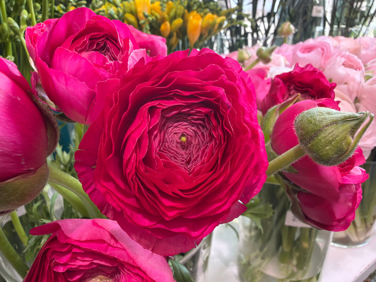 Āzijas gundegas | Ranunculus asiaticus |