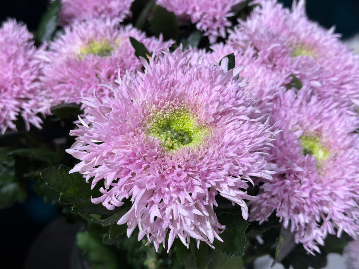 Lielziedu krizantēmas | Chrysanthemum |
