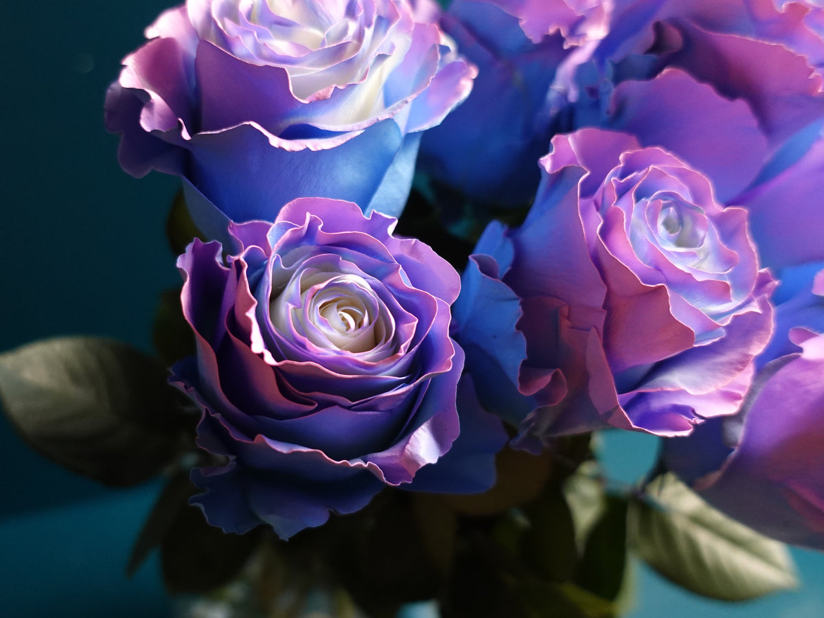 Krāsotās Rozes | Rosa Hybrida | + varianti |