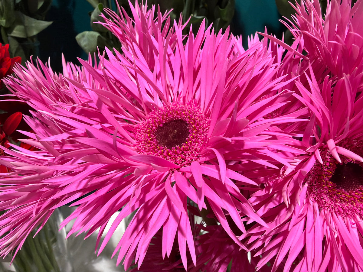 Gerberas | Gerbera |