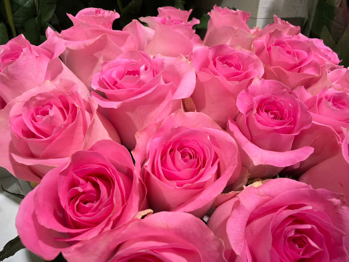 Roses | Rosa | + variants |