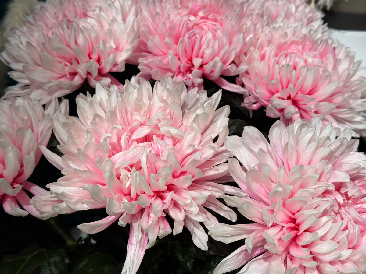 Lielziedu krizantēmas | Chrysanthemum |