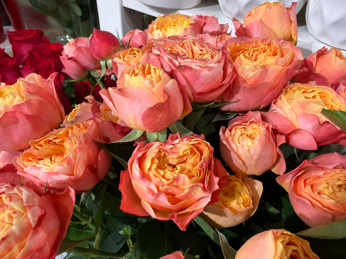 Rose bushes | Rosa rugosa | + variants |