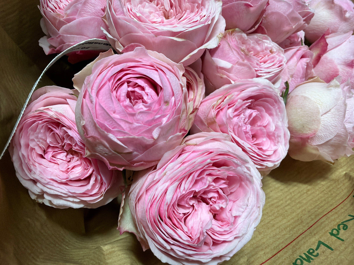 Rose bushes | Rosa rugosa | + variants |