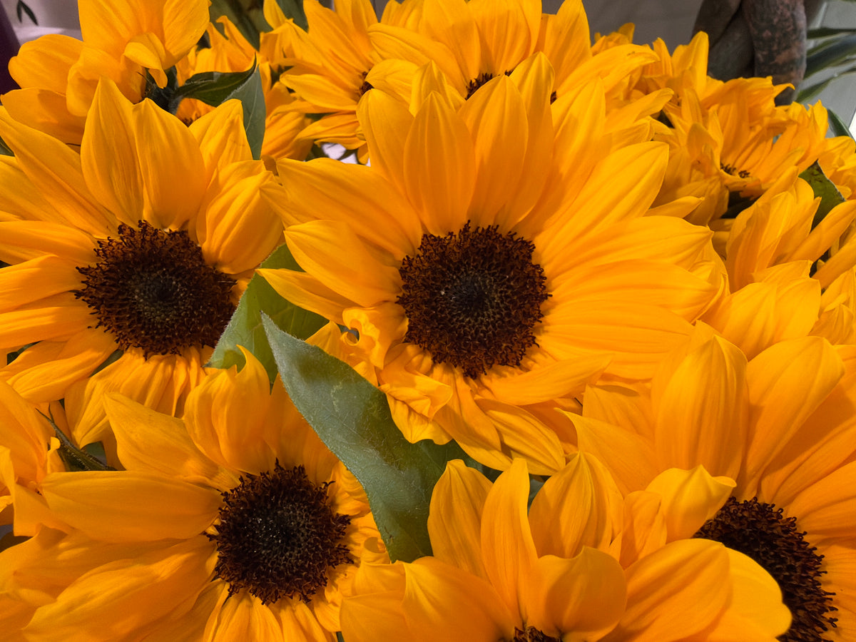 Sunflowers Helianthus annuus