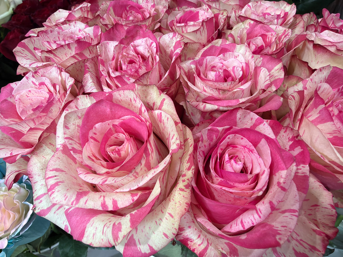 Roses | Rosa | + variants |